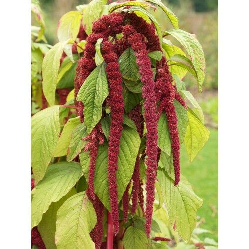 Arzuman Tilki Kuyruğu Çiçeği 100 Tohum