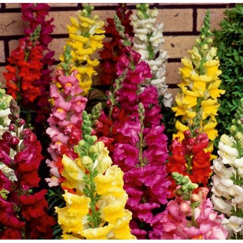 Arzuman Aslanağzı (Antirrhinum Majus) Çiçek Tohumu 100 Adet
