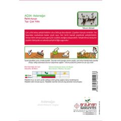 Arzuman Aslanağzı (Antirrhinum Majus) Çiçek Tohumu 100 Adet