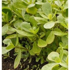 Arzuman Semizotu (İri Yapraklı) 10 Gram