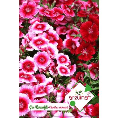 Arzuman Beybeğendi Zınnıa 30'lu