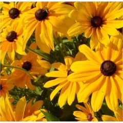 Arzuman Afrika Papatyası Çiçeği Tohumu (100 Adet)