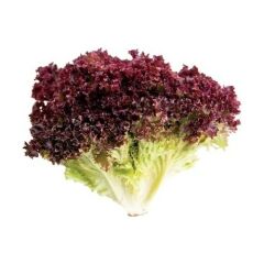 Arzuman Kırmızı Marul Tohumu (Kırmızı Kıvırcık) 5 gr