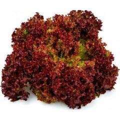 Arzuman Kırmızı Marul Tohumu (Kırmızı Kıvırcık) 5 gr