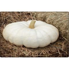 Arzuman Balkabağı Tohumu Arıcan 97 (10 gr) En Iyi Çeşit