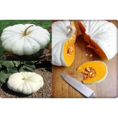 Arzuman Balkabağı Tohumu Arıcan 97 (10 gr) En Iyi Çeşit