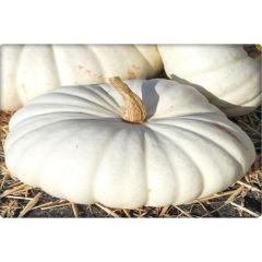 Arzuman Balkabağı Tohumu Arıcan 97 (10 gr) En Iyi Çeşit