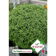 Arzuman Top Fesleğen - Top Reyhan (Ocimum Basilicum) Çiçek Tohumu 100 Adet