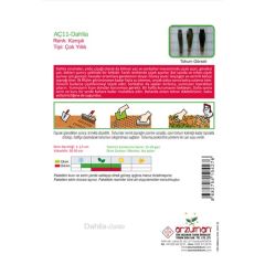 Arzuman Dahlia (Dahlia) Çiçek Tohumu 30'lu