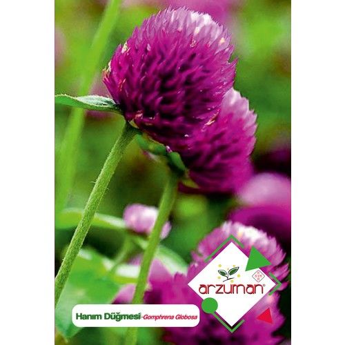 Arzuman Hanım Düğmesi (Gomphrena Globosa) Çiçek Tohumu 20 Adet