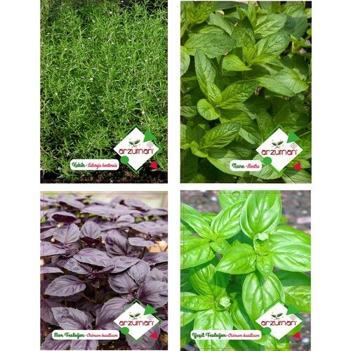 Arzuman Kekik Nane Mor Fesleğen Yeşil Fesleğen Tohumu