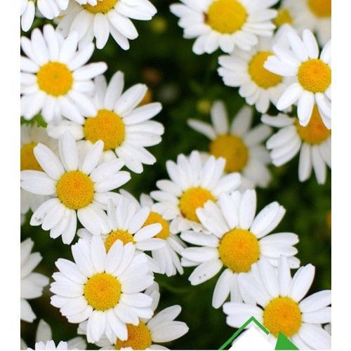 Arzuman Papatya 100 Tohum