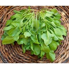 Arzuman Tere Tohumu (25 Gr) Arzuman