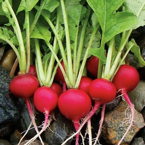 Arzuman Fındık Turp Cherrybelle 10 Gram