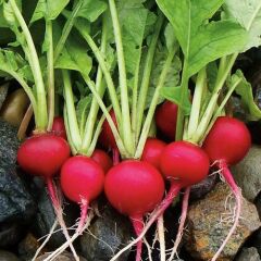 Arzuman Fındık Turp Cherrybelle 10 Gram